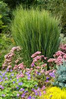 Panicum virgatum 'Northwind', Switch Grass with Erica carnea 'Foxhollow', Heather, Sedum 'Matrona', Stonecrop and Geranium x Rozanne., Cranesbill - The Winter Garden, Bressingham Gardens, Norfolk, UK