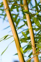 Phyllostachys aureosulcata f. spectabilis - Golden-Groove bamboo