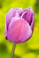 Tulipa 'Blue Heron' Fringed Group