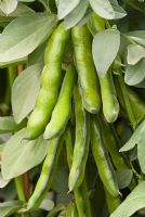 Vicia faba - Broad beans