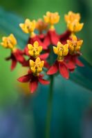 Asclepias currassavica - Blood Flower, Swamp milkweed