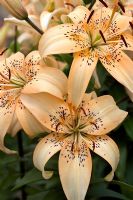 Lilium - Orange asiatic lily