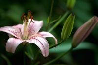 Lilium - Pink asiatic lily bloom and buds