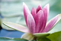 Nymphaea 'Charles de Meurville' - Waterlily