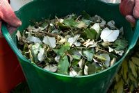 Container of shredded foliage ready for composting