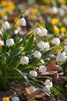 Leucojum vernum - Snowflakes