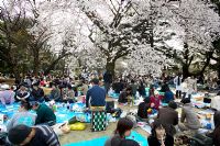 Garden visitors celebrating Hanami with a picnic during Cherry blossom season at Shinjuku Gyoen National Garden, Tokyo, Japan