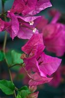 Bougainvillea 'Surprise'