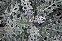 Senecio cineraria - Dusty Miller