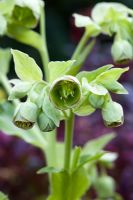 Helleborus foetidus