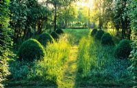 Mown path through longer grass and box topiary, backlit with evening sun - Hardwicke House, Fen Ditton, Cambridge