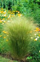 Stipa tennuissima in border with Escholtzia