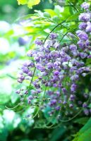 Wisteria floribunda 'Black Dragon'