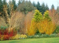 Mixed border in early spring with Salix vitellina 'Britzensis', Cornus alba 'Sibirica' and Euonymus - RHS Rosemoor