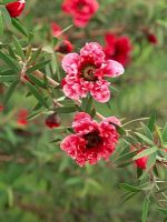 Leptospermum scoparium 'Crimson Glory' 