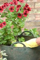 Pelargonium 'Voodoo' being repotted with fresh compost in June, Gowan Cottage