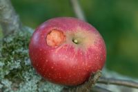Malus 'Discovery' - damage to apple by a bird in October
