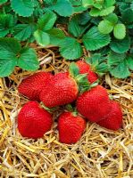 Fragaria x ananassa 'Sovereign' - Strawberries