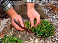 Dividing plants on rockery - Lifting part of Sisyrinchium for potting on