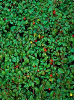 Cotoneaster dammeri