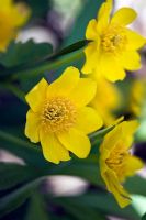 Caltha palustris commonly known as Kingcup or Marsh Marigold