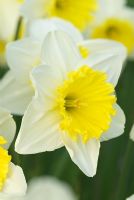 Narcissus 'Ice Follies' AGM