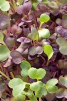 Radish 'Red Sango' grown to eat as sprouted seedlings