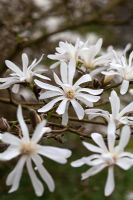 Magnolia stellata 'Royal Star'