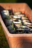 Lathyrus odoratus 'Cupani' seedlings growing in cardboard tubes and plastic pots