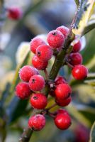 Frosted berries of Ilex x altaclarensis 'Golden King'