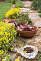 Sempervivums growing in terracotta planters, placed on path with Alyssum montanum 'Mountain Gold' growing in between