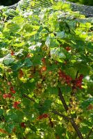 Ribes 'Jonkeer van Tets' - Redcurrant, ripening under protective netting