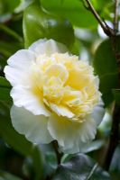 Camellia 'Jury's Yellow'