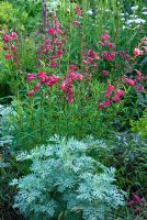 Penstemon 'Garnet' underplanted with Artemisia