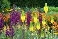 Kniphofia 'Bee's Sunset' with Lobelia x speciosa 'Hadspen Purple' - The Square Garden, RHS Rosemoor, Devon
