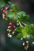 Berberis micrantha 