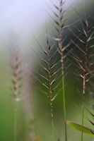 Hystrix patula - Bottle Brush Grass