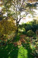 Late afternoon sun on Mespilus germanica - Medlar fruit tree