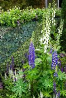 Digitalis and Lupinus backed by wall of Sempervivums - The Sky at Night Garden - RHS Chelsea Flower Show 2008