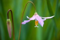 Erythronium revolutum 'Knightshayes'