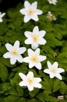 Anemone nemorosa