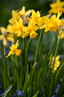 Narcissus 'Tete-a-tete'