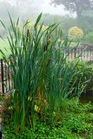 Typha latifolia at the edge of a pond