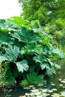 Gunnera manicata hanging over a pond