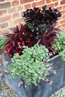 Slate container with Pelargonium sidoides, Iresine lindenii and Aeonium arboreum 'Zwartkop'