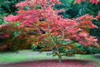 Acer palmatum