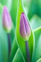 Tulipa 'Purple Flag' 