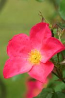 Rosa 'Rose of Picardy' or 'Ausfudge'