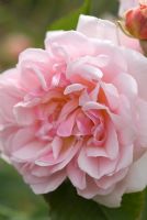Rosa 'Felicia', Hybrid Musk Rose