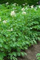 Earthed up Potato 'Markes' in flower